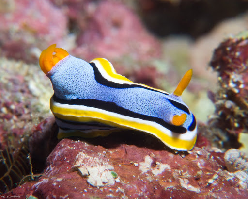 Anna's Chromodoris