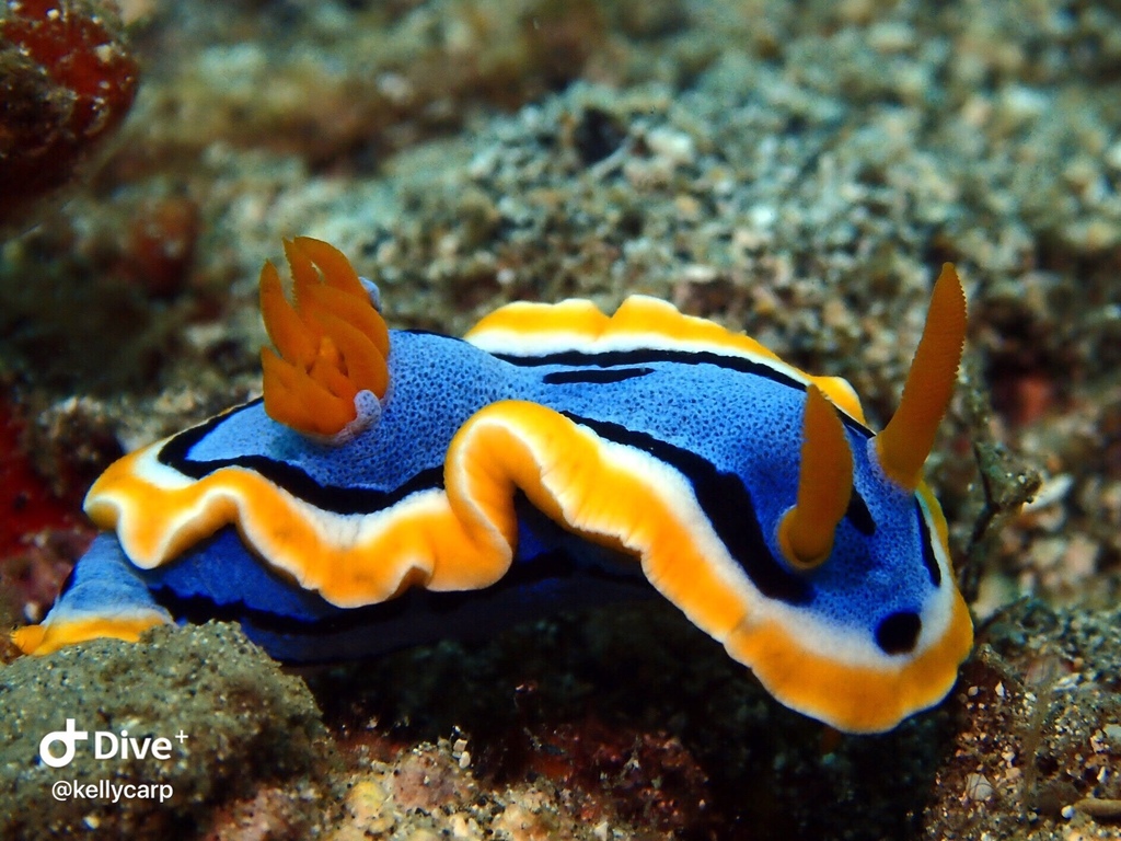 Anna's Chromodoris