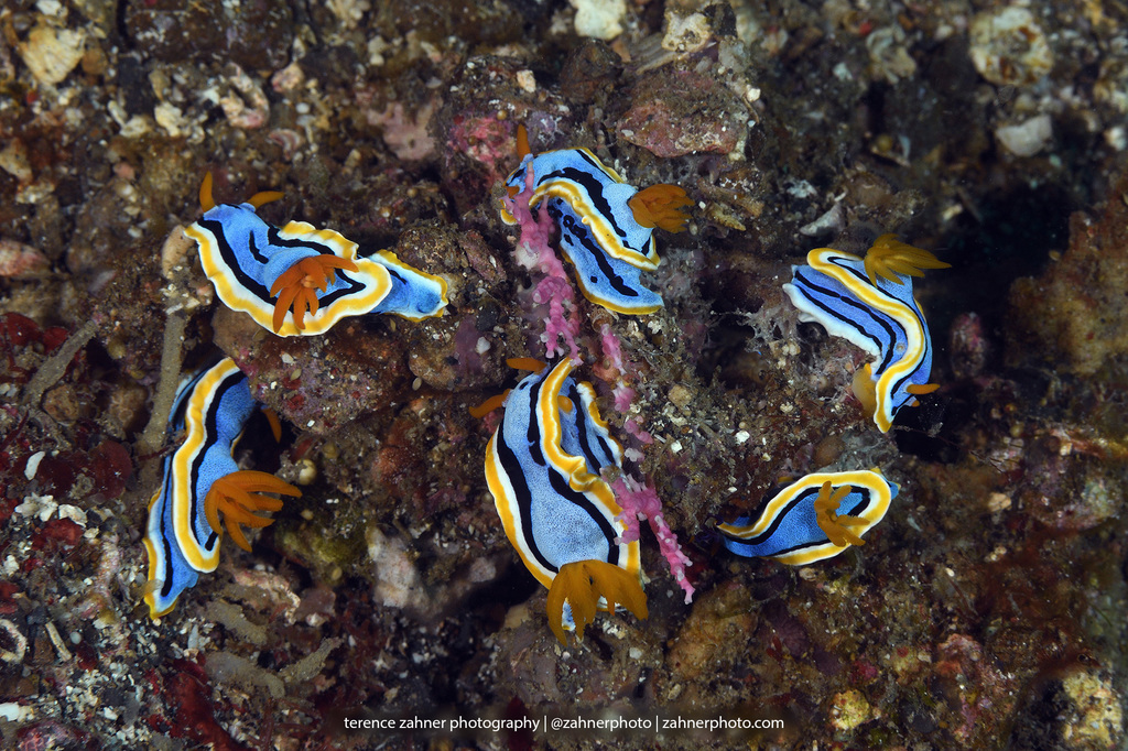 Anna's Chromodoris