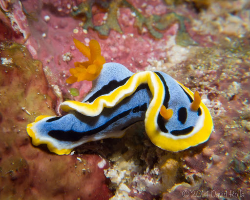 Anna's Chromodoris