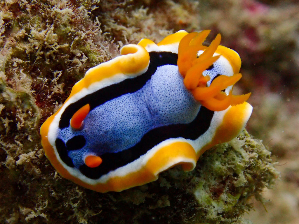 Anna's Chromodoris