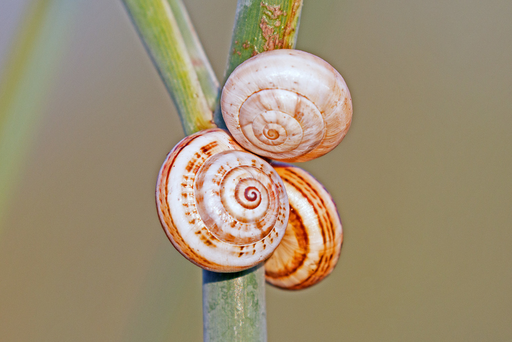 White Italian Snail