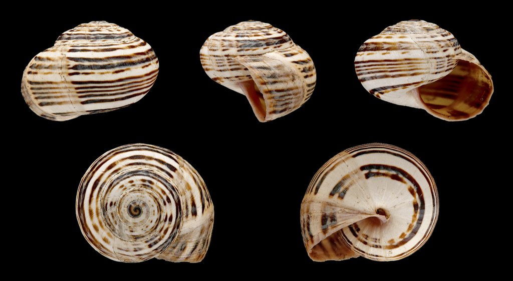 White Italian Snail