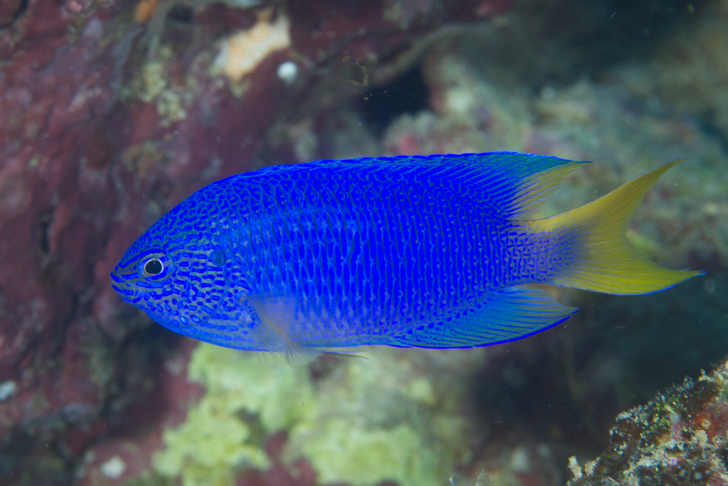 Peacock Damsel