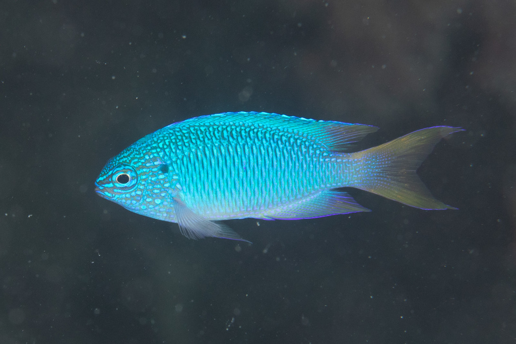 Peacock Damsel