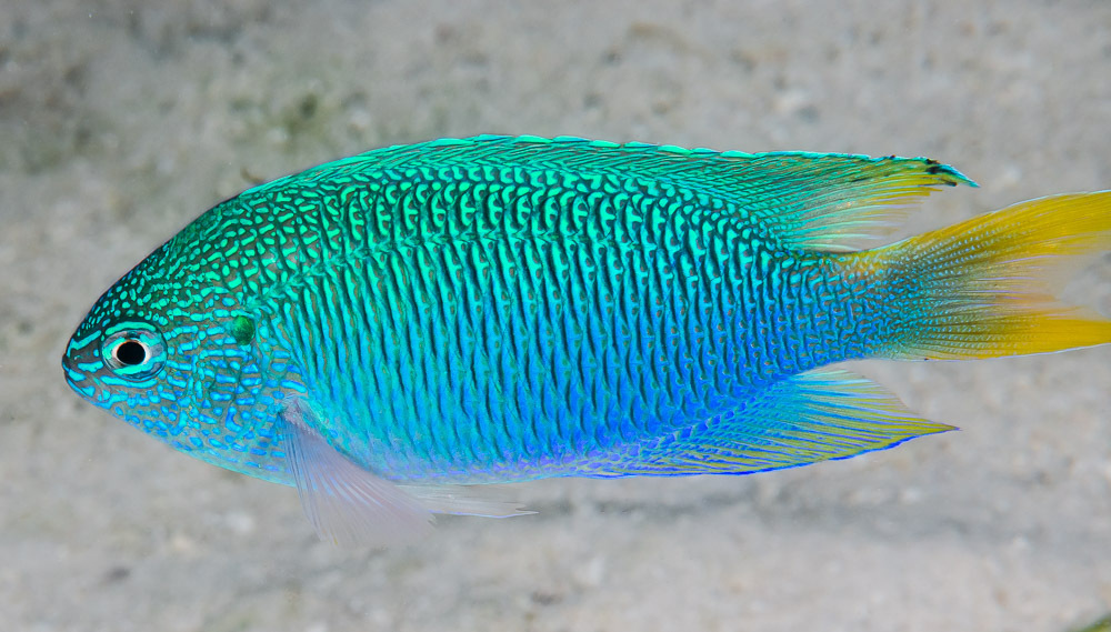Peacock Damsel