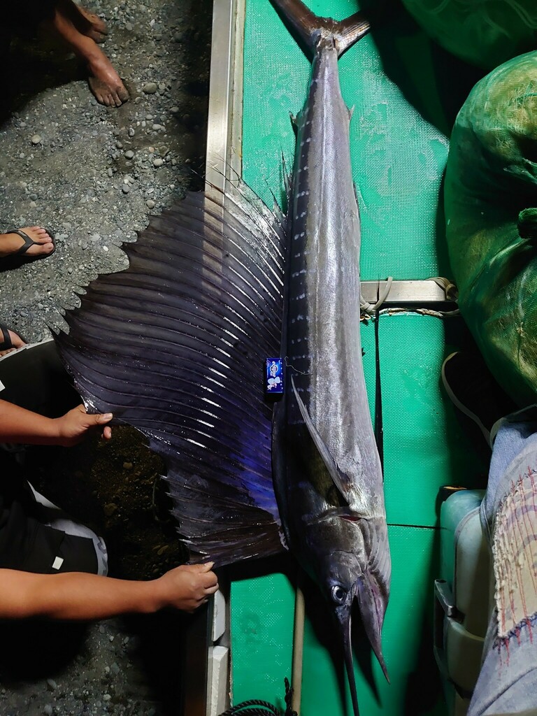 Sailfish