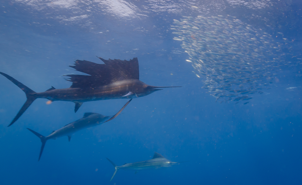 Sailfish