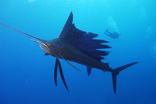 Sailfish