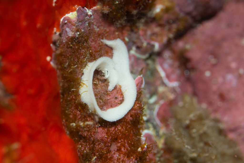 Caramel Nudibranch