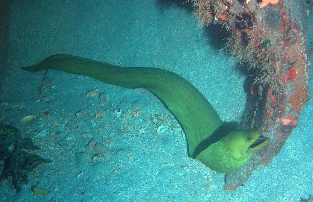 Green Moray
