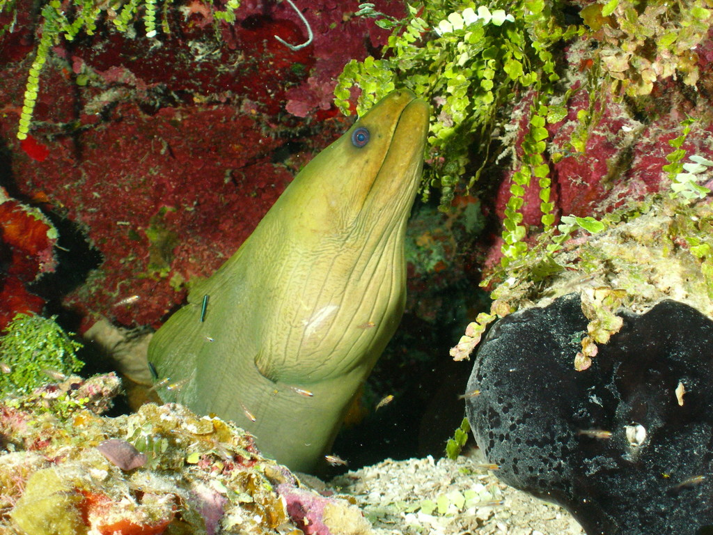 Green Moray
