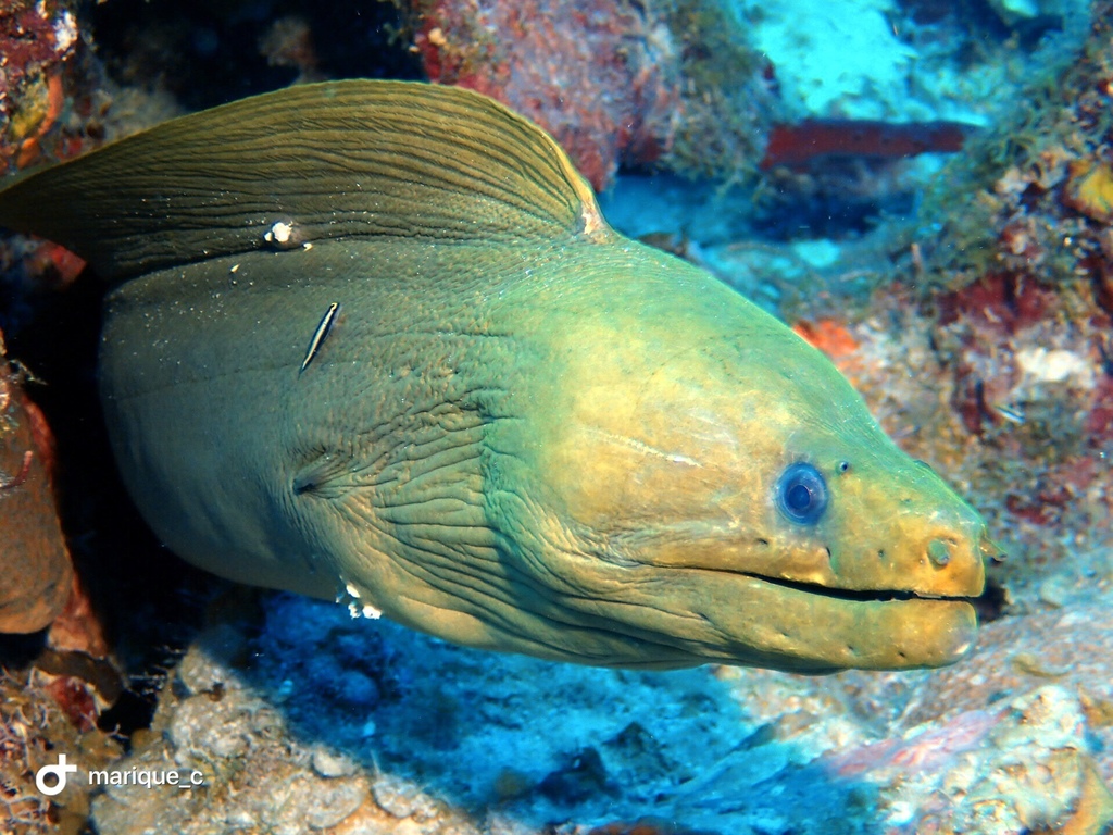Green Moray