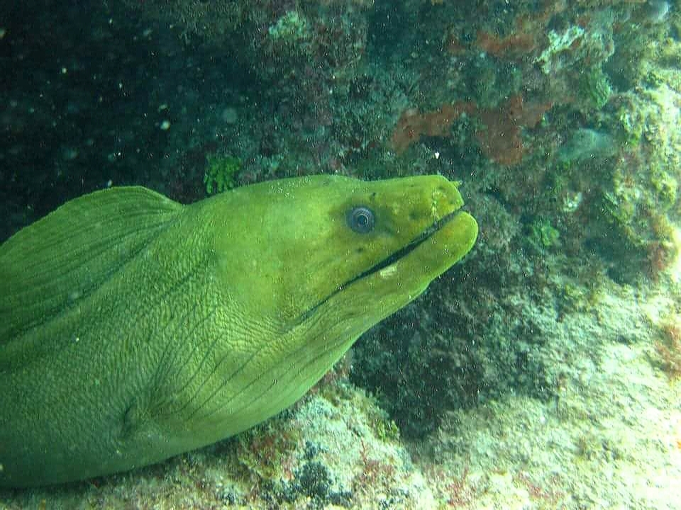 Green Moray