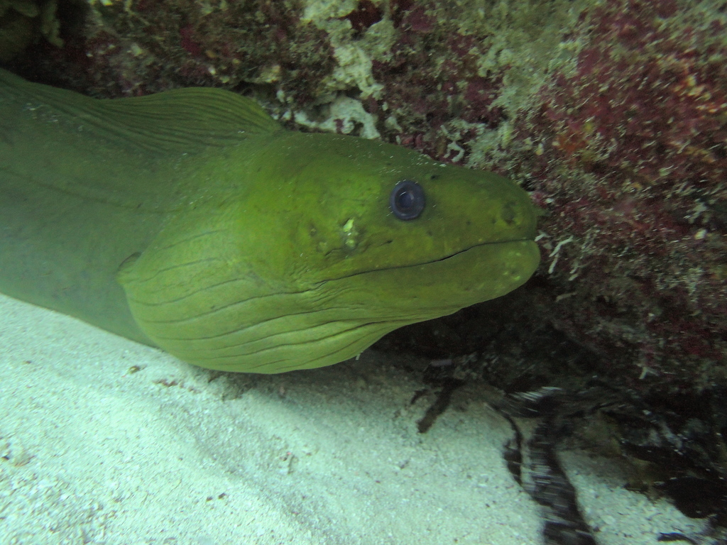 Green Moray