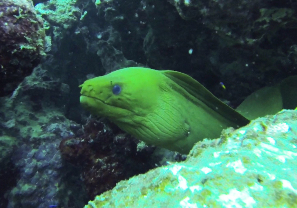 Green Moray