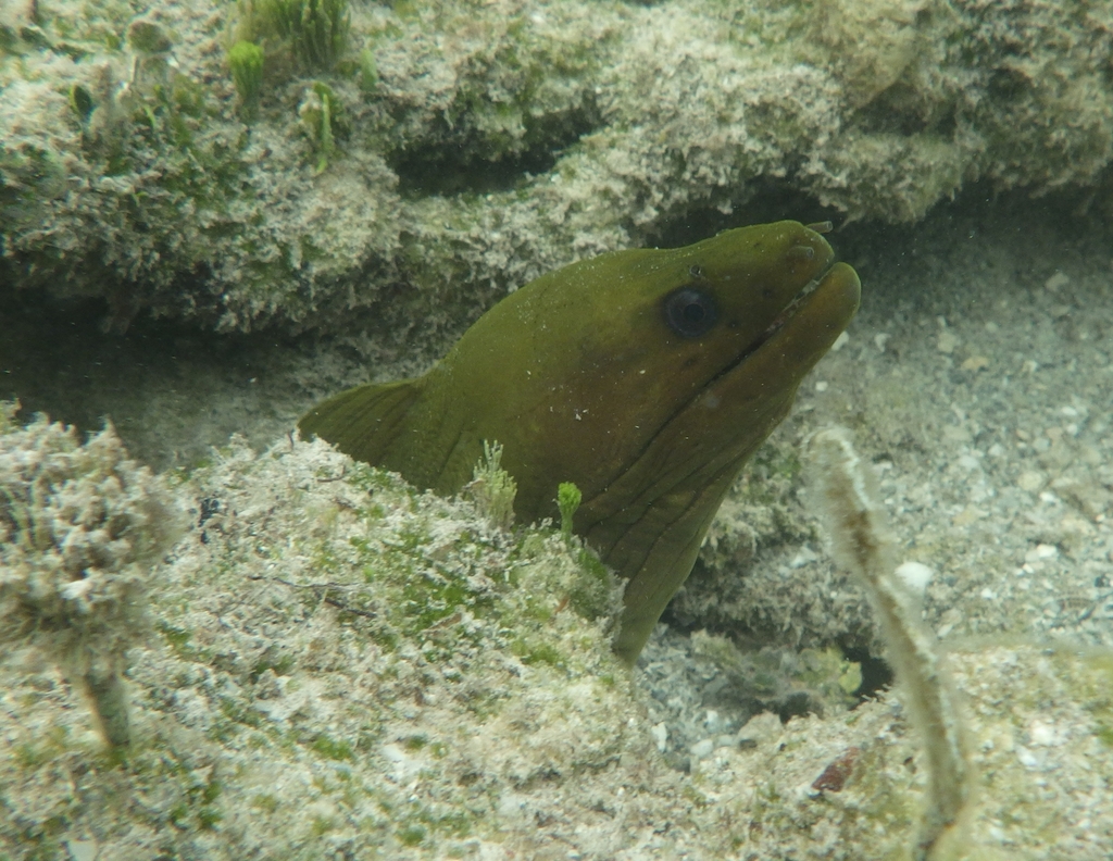Green Moray