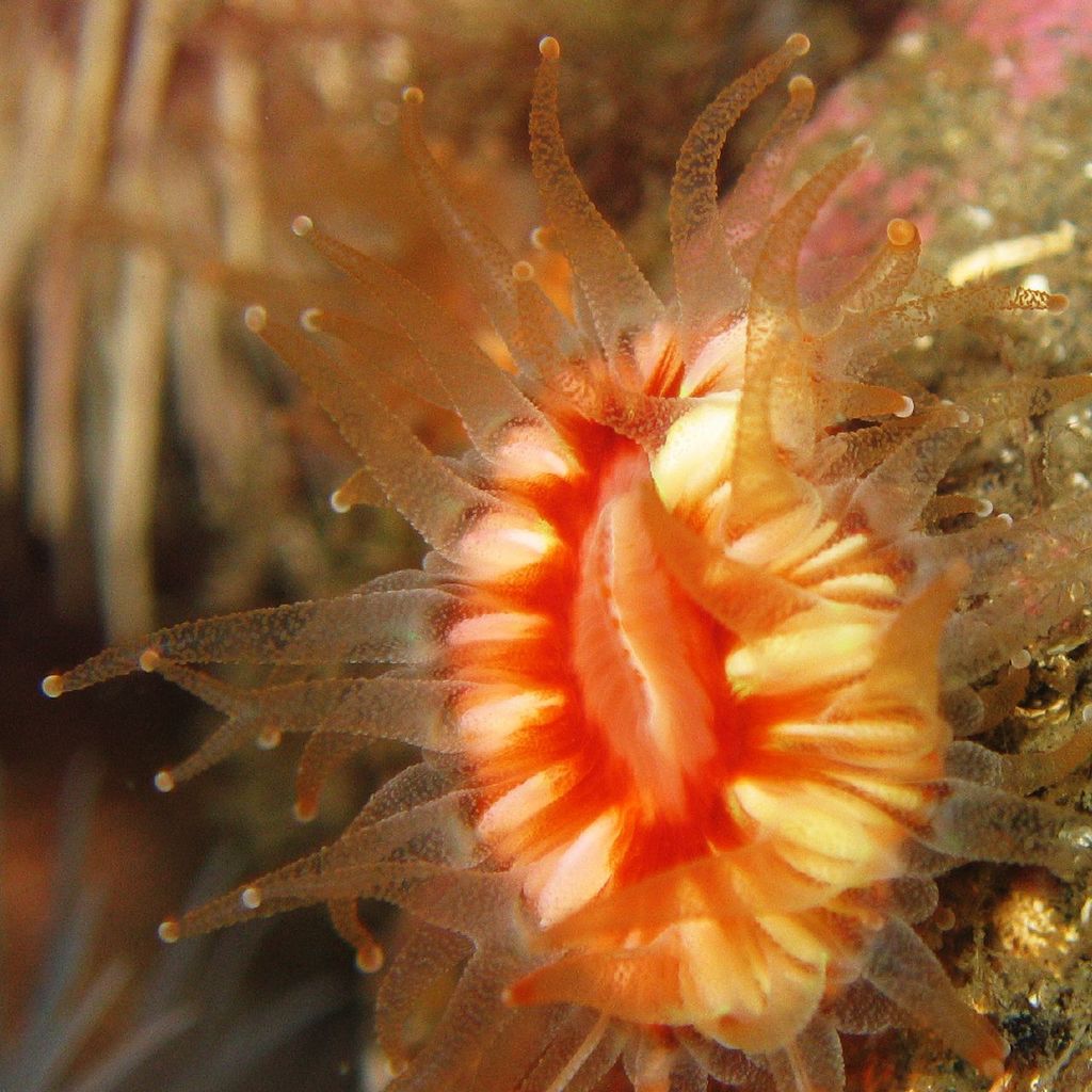 Devonshire Cup Coral