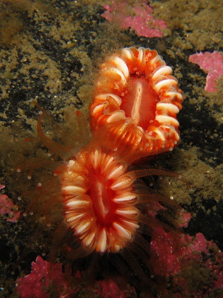 Devonshire Cup Coral