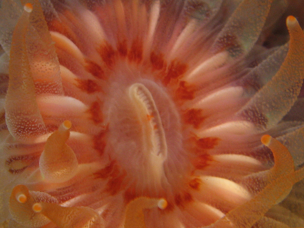 Devonshire Cup Coral
