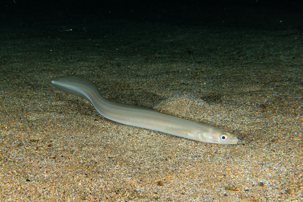 Bandtooth Conger