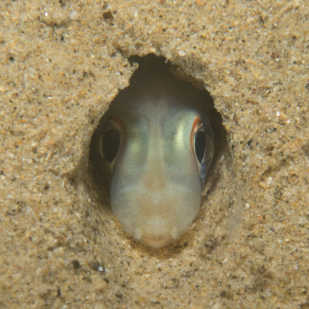 Bandtooth Conger