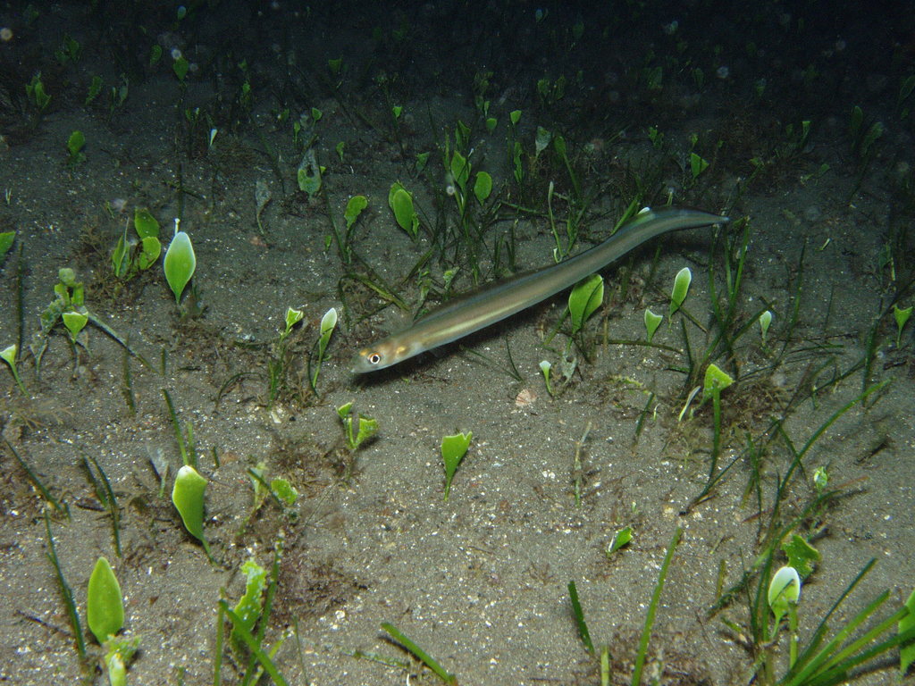 Bandtooth Conger