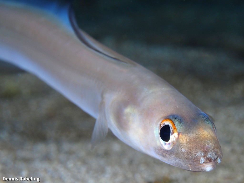 Bandtooth Conger