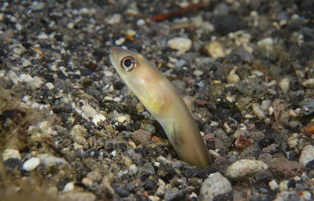 Bandtooth Conger