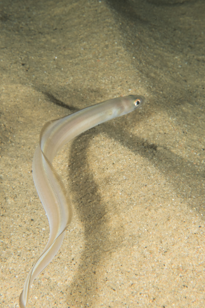 Bandtooth Conger