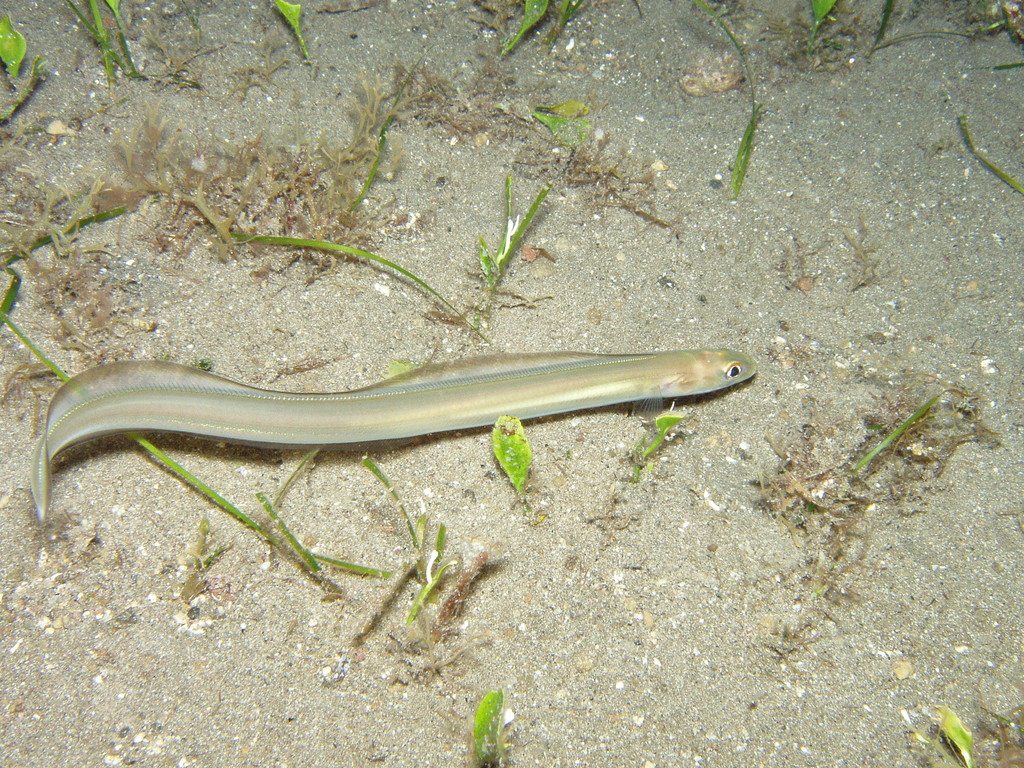 Bandtooth Conger