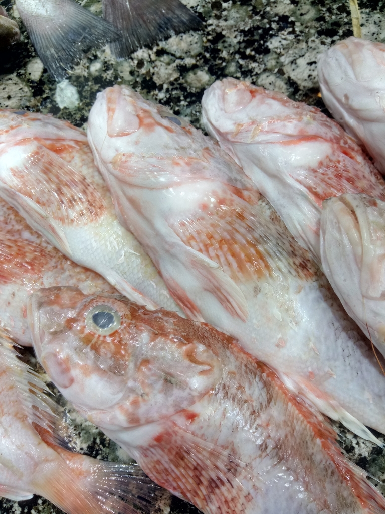 Slender Rockfish