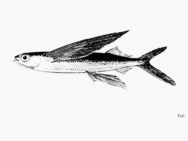 Piebald Flyingfish