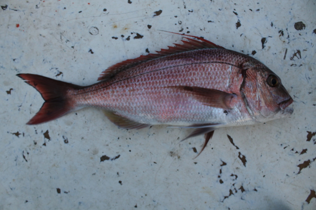 Pink Dentex