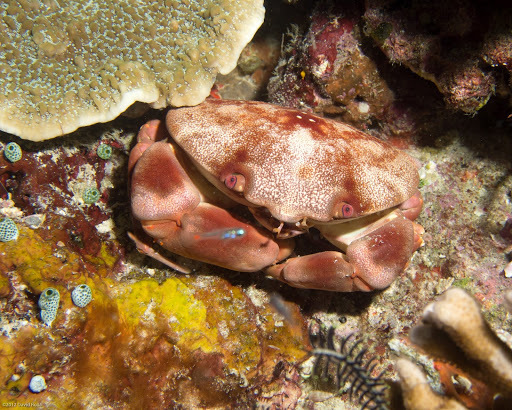 Convex Crab