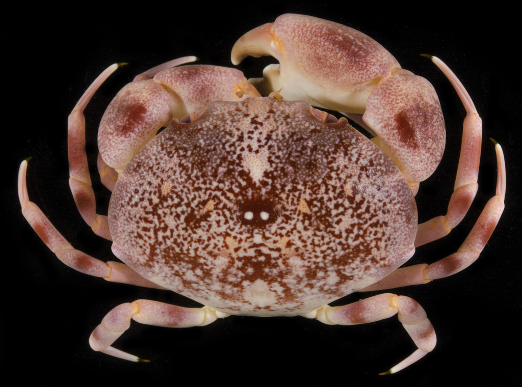 Convex Crab
