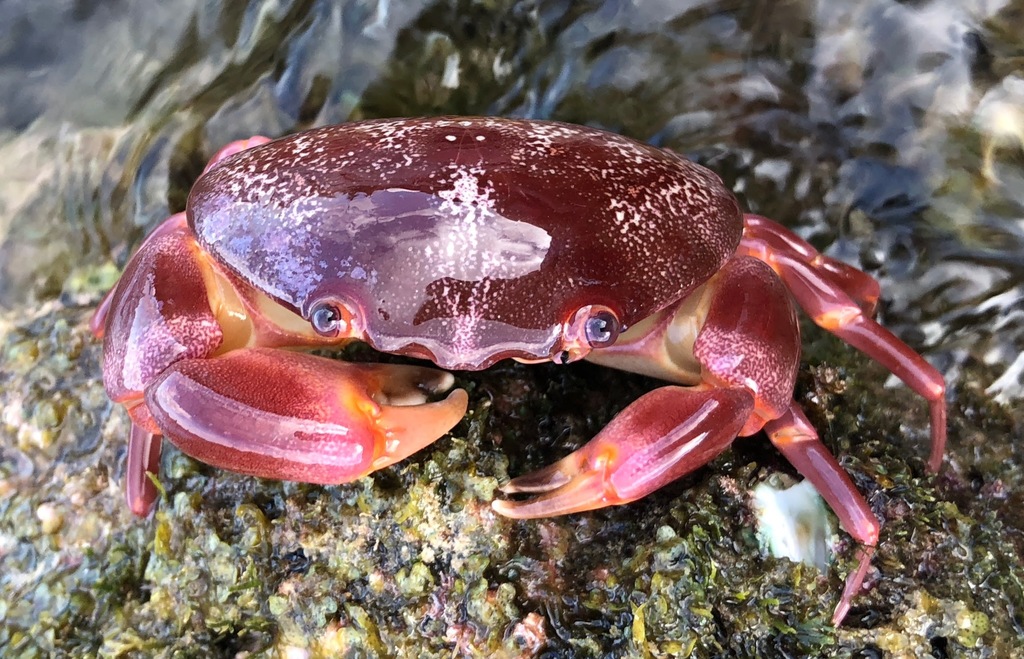 Convex Crab