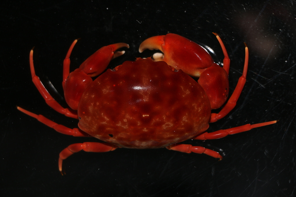 Convex Crab