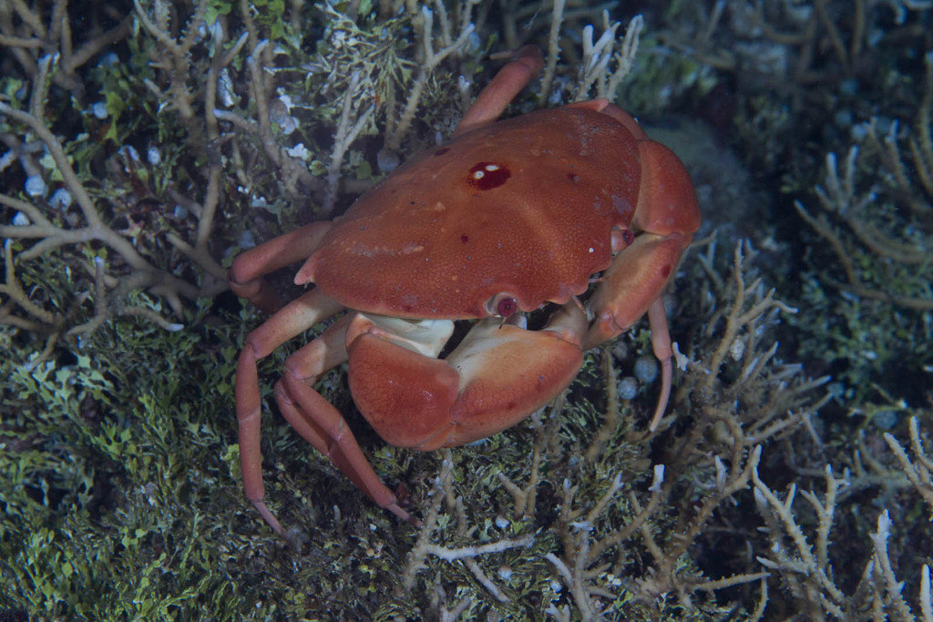 Convex Crab
