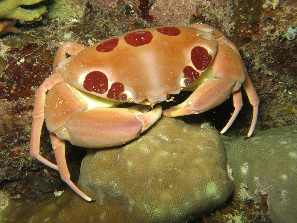 Spotted Reef Crab
