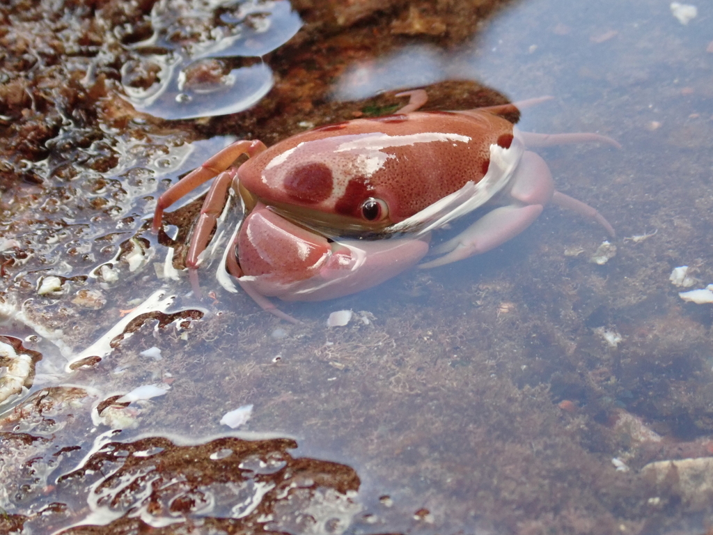 Spotted Reef Crab