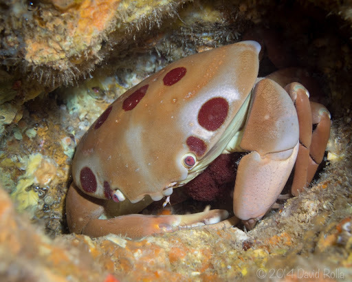 Spotted Reef Crab