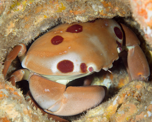 Spotted Reef Crab