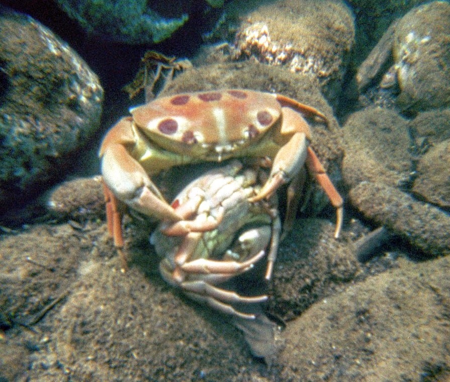 Spotted Reef Crab