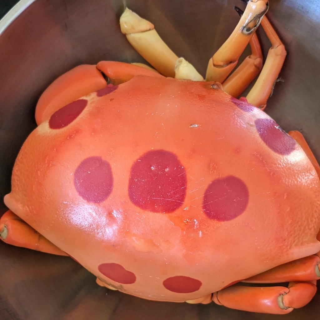Spotted Reef Crab