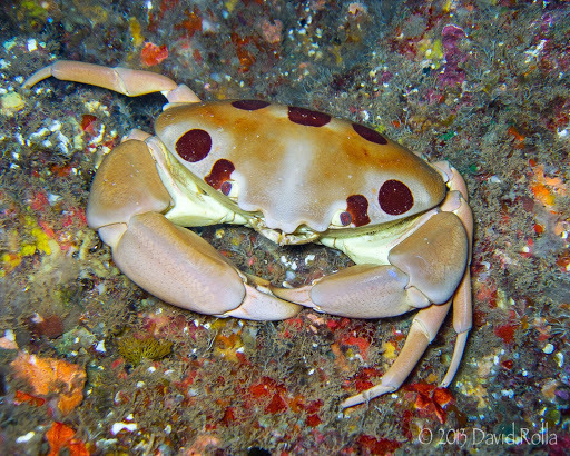 Spotted Reef Crab