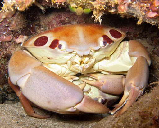 Spotted Reef Crab