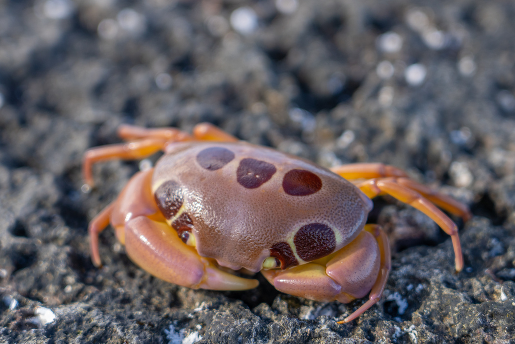 Spotted Reef Crab