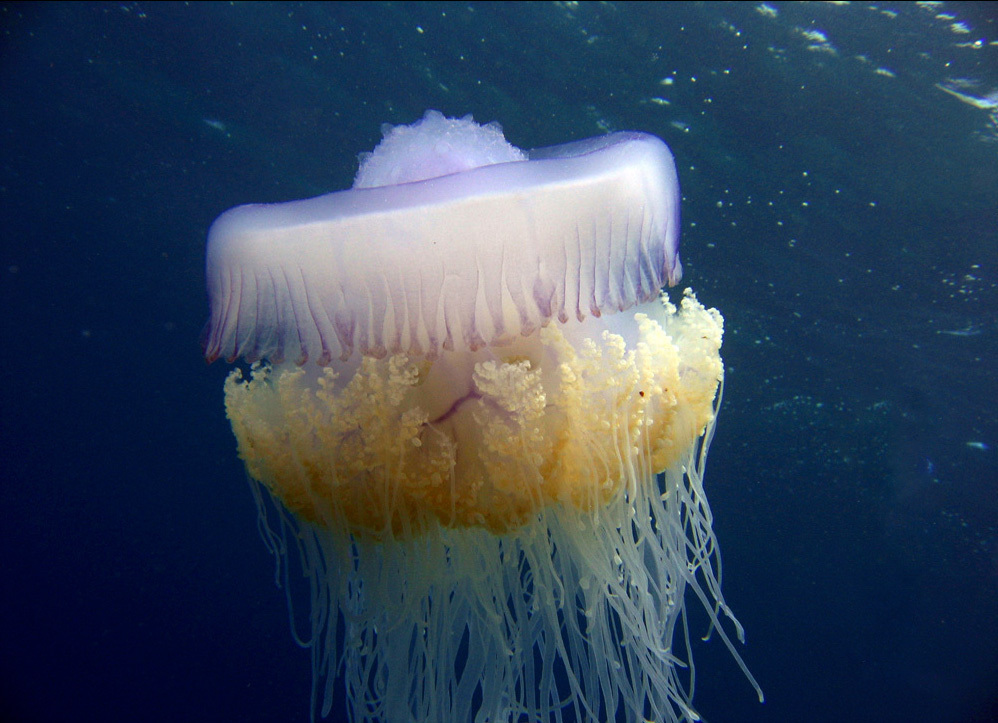 Cauliflower Jelly