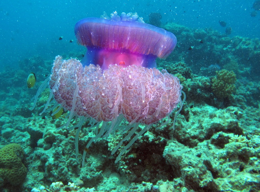 Cauliflower Jelly
